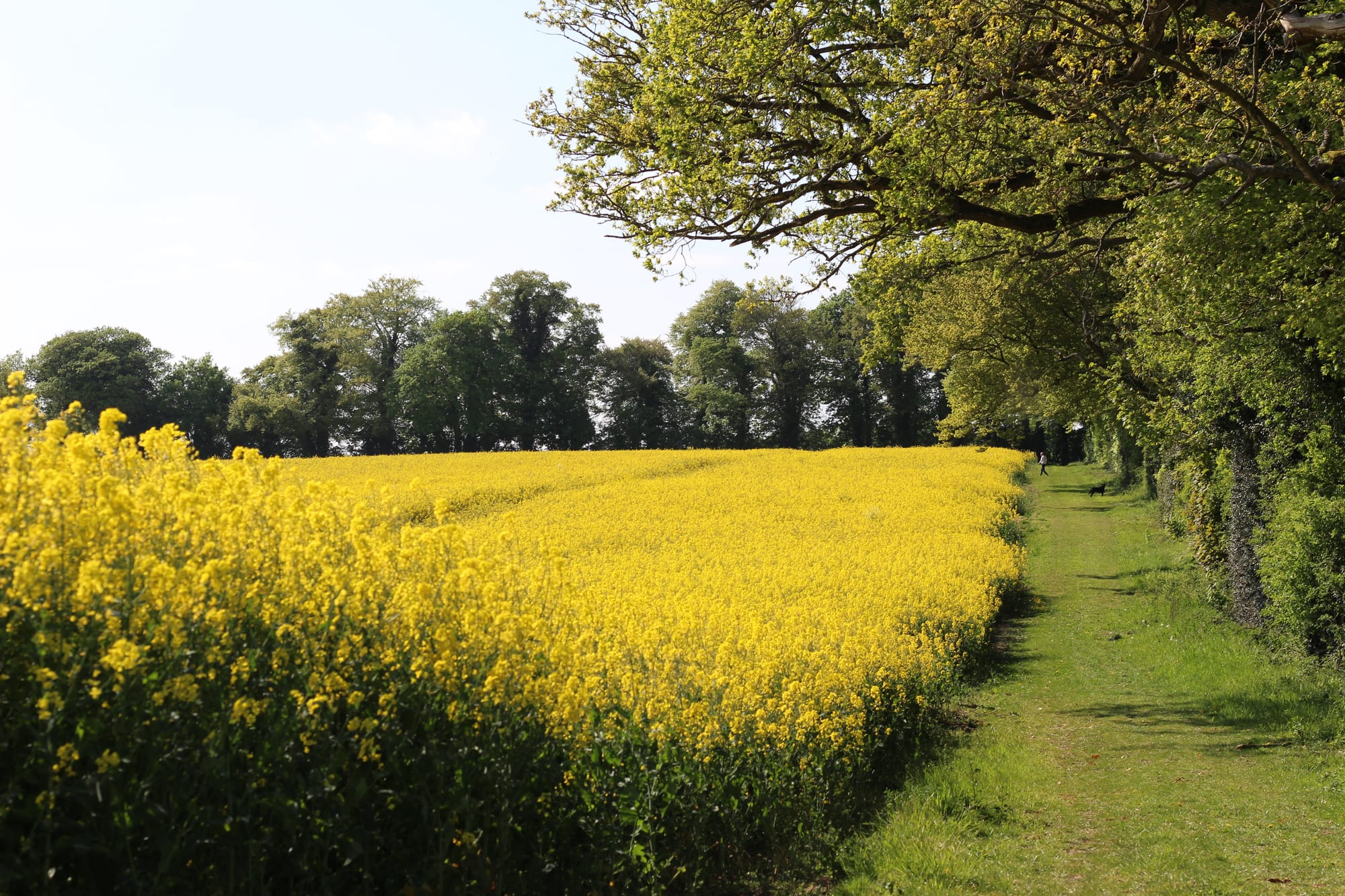 The fields outside Micheldever Station (Dispatch)