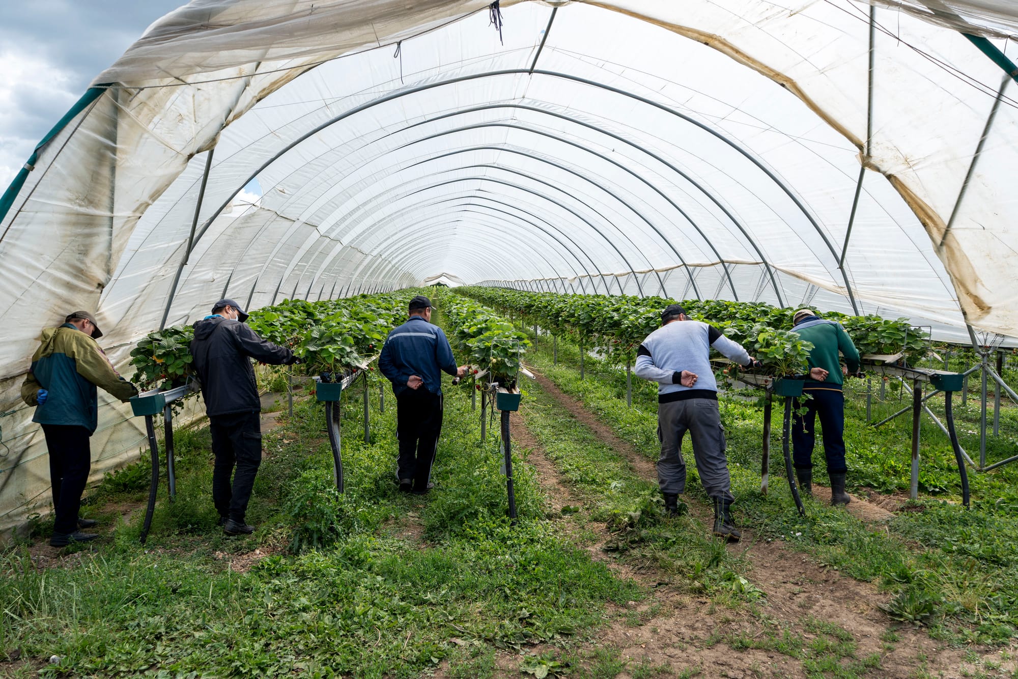 Central Asian workers pick strawberries in Kent (Andrew Testa)