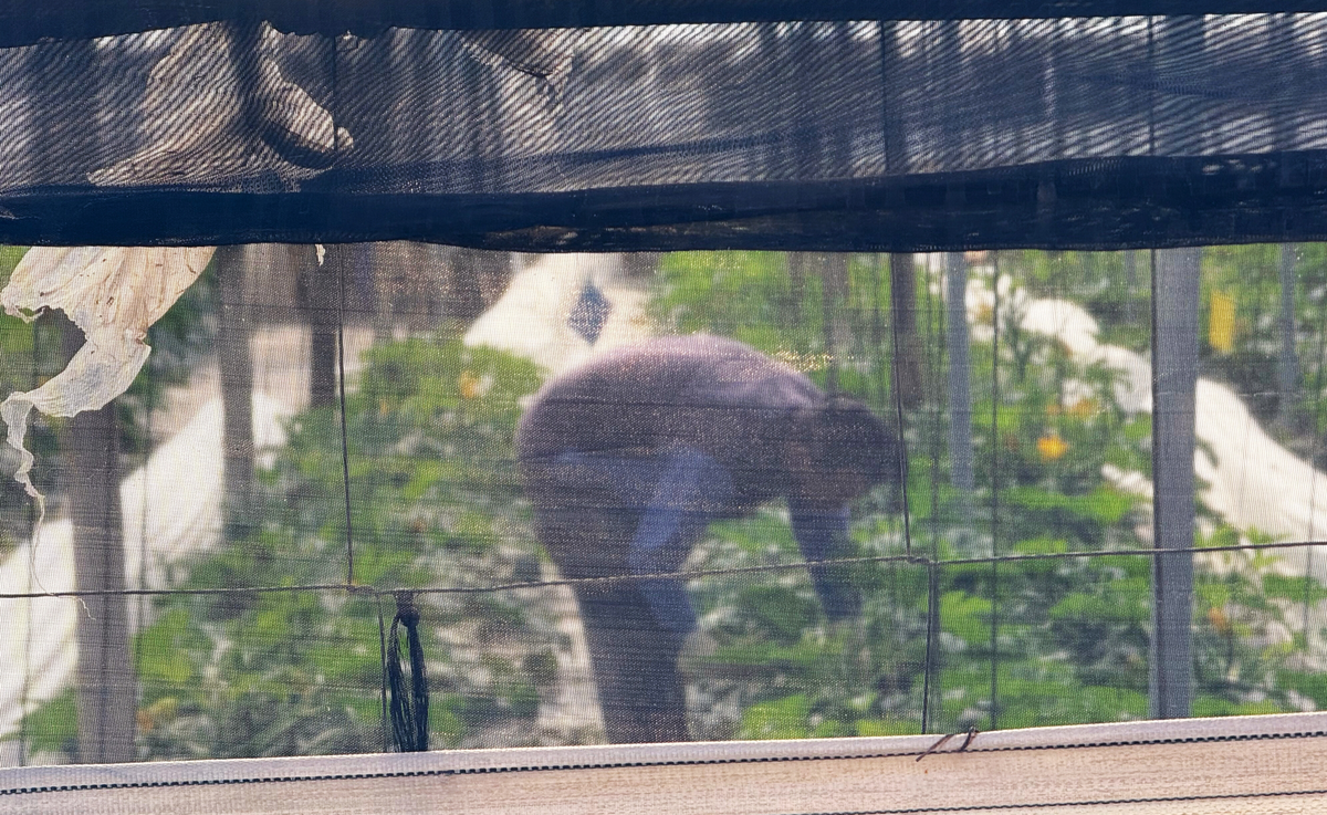 A migrant worker picks vegetables in Almería, Spain (Dispatch)