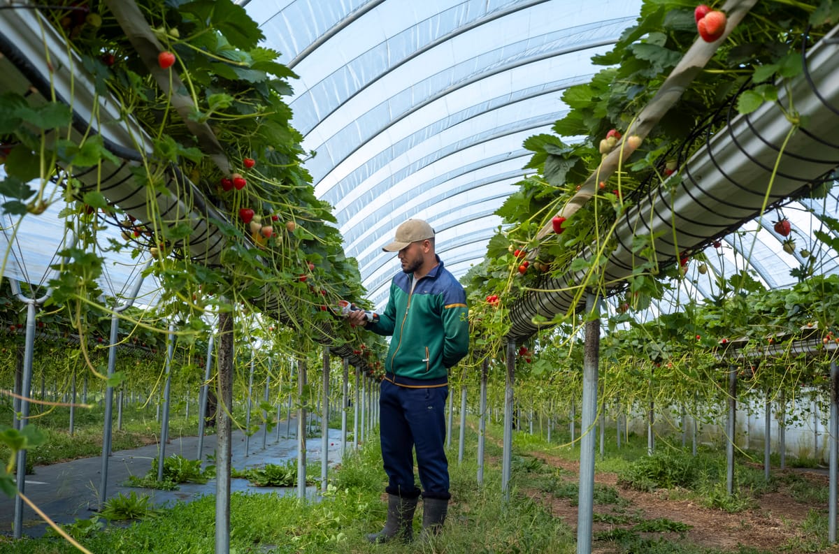 A Central Asian worker on a farm in Kent (Andrew Testa)